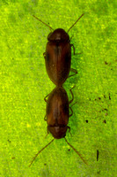 Blattodea (cockroaches & termites)