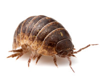 Isopoda (wood lice)