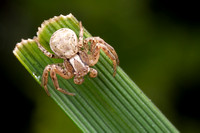 Araneae (spiders)