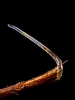 Annelida (worms)