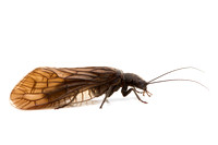 Megaloptera (alderflies, fishflies, & dobsonflies)
