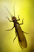 Plecoptera (stoneflies)