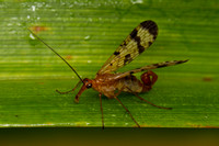 Mecoptera (scorpionflies)