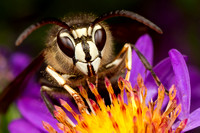 Hymenoptera (bees, wasps, & ants)