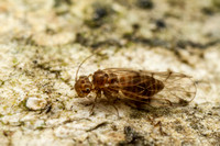 Psocoptera (bark lice)