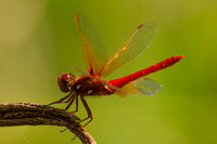 Odonata (dragonflies and damselflies)