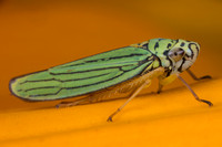 Cicadellidae (leafhoppers)