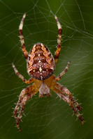 Arachnida (arachnids)
