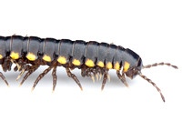 Diplopoda (millipedes)