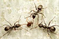 Formicidae (ants)