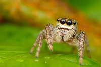 Salticidae (jumping spiders)