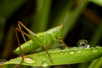 Orthoptera (grasshoppers)