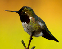 Trochilidae (hummingbirds)