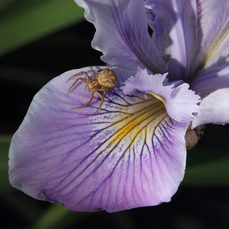 Spider on Iris