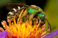 Anthophila (bees)