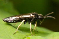 Sawflies and Horntails