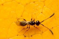 Wasps (paraphyletic)