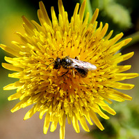 Bee Pollinating Flower