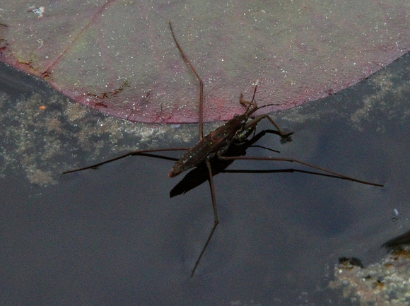 Water Strider on Lily Pad