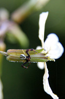 Male Crab Spider on Arugula Flower