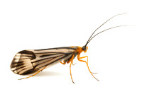Trichoptera (caddisflies)
